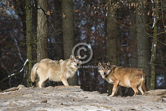 Pair of Grey Wolves