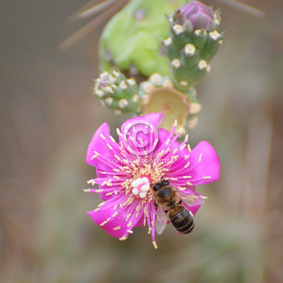 Cholla Cactus Flower and Bee