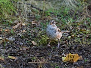 Male White-crowned Sparrow in Alaska