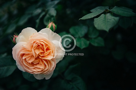 Lone Peach Coloured Flower