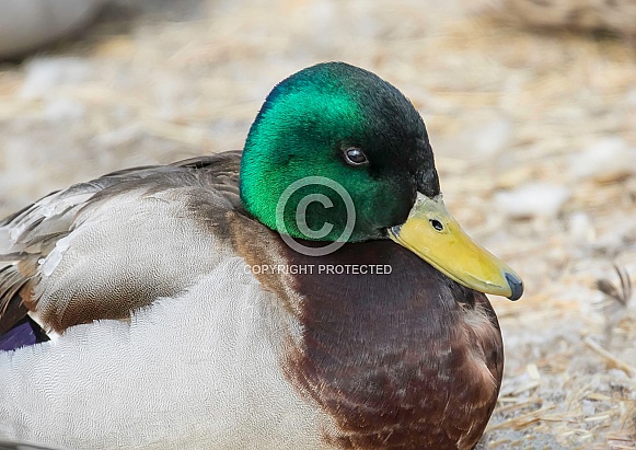 Male Mallard Duck Closeup