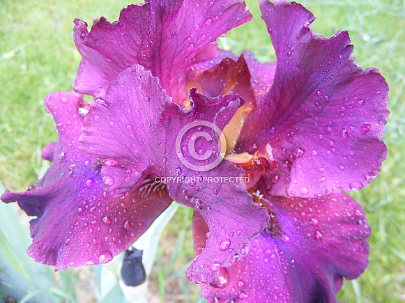 Magical Iris