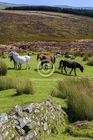 Wild Dartmoor Ponies