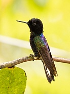 Velvet Purple Coronet Hummingbird in Ecuador