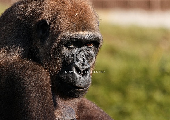 Female Western Lowland gorilla