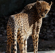 cheetah looking