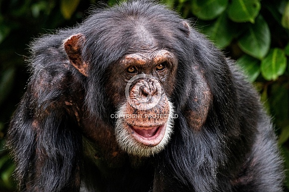 Chimpanzee Close Up Standing Up