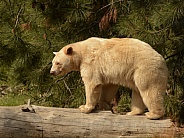 White Kermode Bear