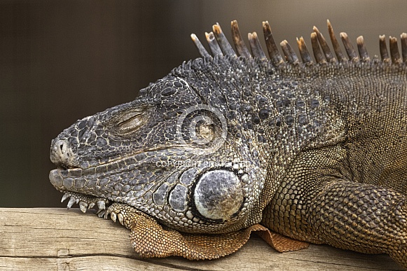 Iguana Asleep On Log Close Up