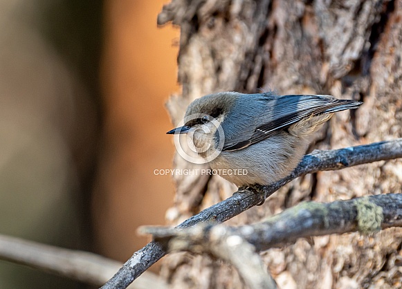 Pygmy Nuthatch in the Colorado Mountains