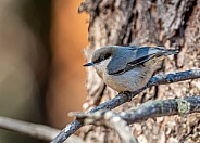 Pygmy Nuthatch in the Colorado Mountains