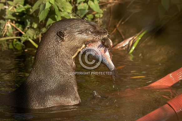 Giant Otter In Water With Fish