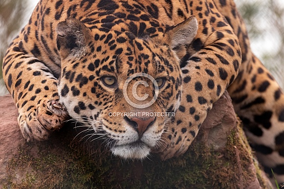 Jaguar Close Up Face Shot and Paws, Focused