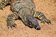 Lace Monitor Lizard