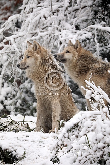 Hudson Bay Wolves (Canis lupus hudsonicus)
