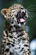 Kanika.   Amur Leopard
