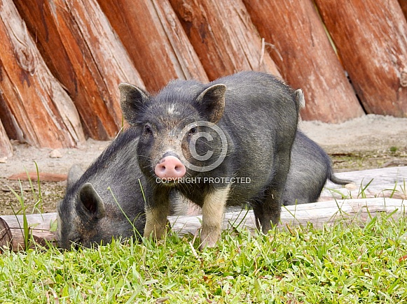 Domestic Pig, Lake Toba Indonesia