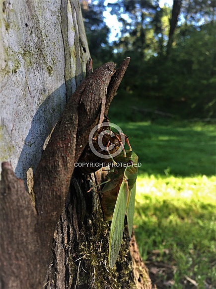 Cicada Emerges from its Shell