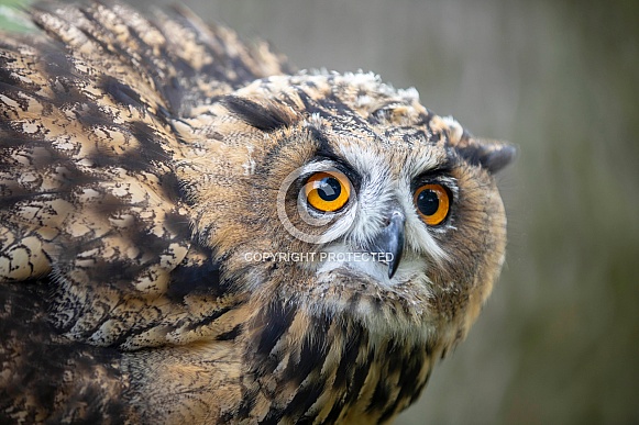 Eurasian Eagle Owl (Bubo Bubo)