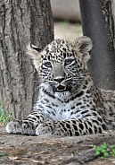 Persian Leopard Cub