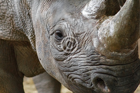Close up of Black rhino