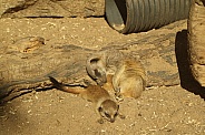 Meerkat with baby