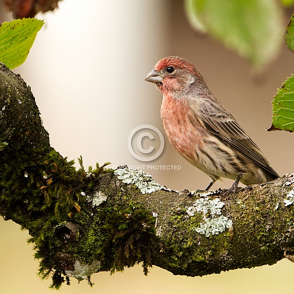 Male House Finch standing tall
