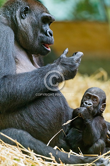 Lowland Gorilla and Baby