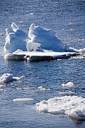 Polar Bear - Greenland - High Arctic