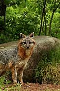 Gray fox on rock