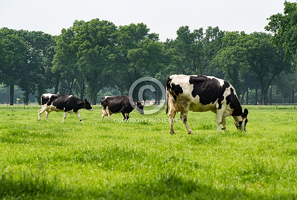 Dutch Holstein cows