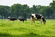 Dutch Holstein cows