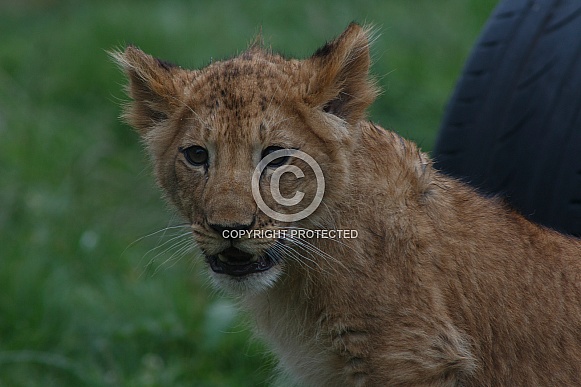 Lion Cub Head Shot