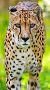 Cheetah approaching