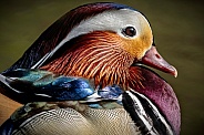 Mandarin Duck-Mandarin Duck Closeup