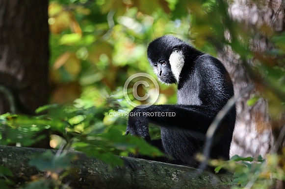 Northern white-cheeked gibbon (Nomascus leucogenys)