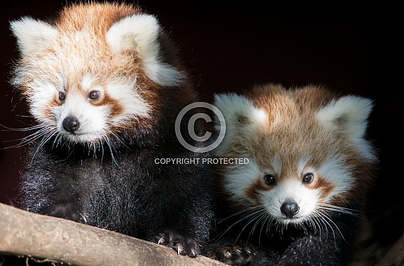 Red Panda cubs