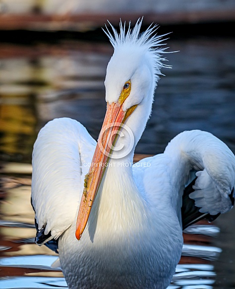 American White Pelican wings