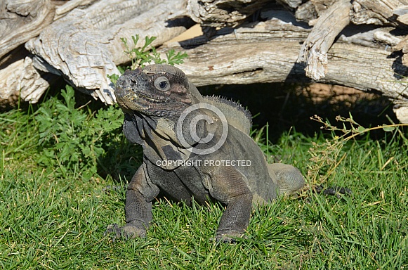Rhino Iguana