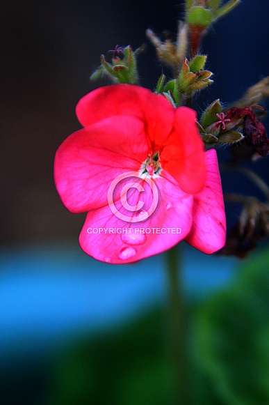 small red flower water droplet