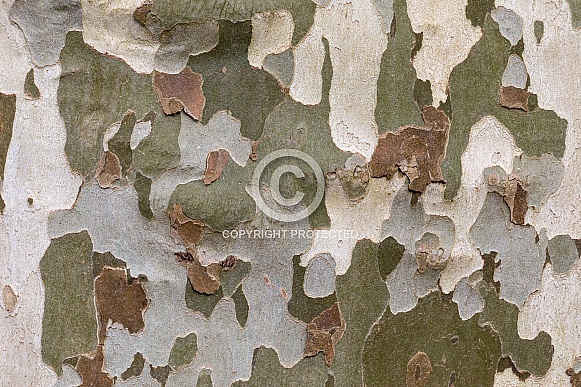 Camouflage tree bark