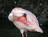 Lesser Flamingo preening