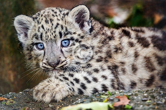 Adorable snow leopard cub