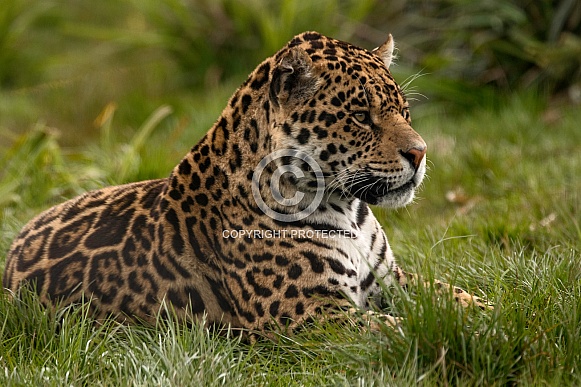 Jaguar Lying In Grass