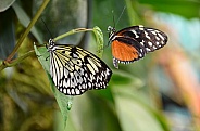 Paper Kite and Golden Longwing