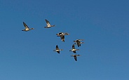 Common Merganser Duck Group Flying