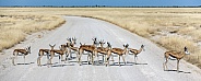 Springbok Antelopes - Namibia