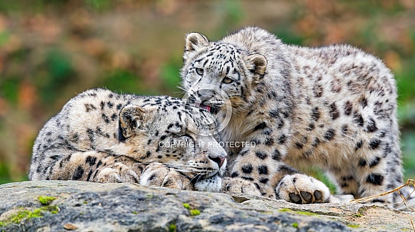 Snow leopard cub licking dad