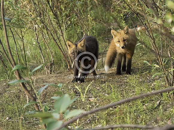 Curious Red Fox Kits