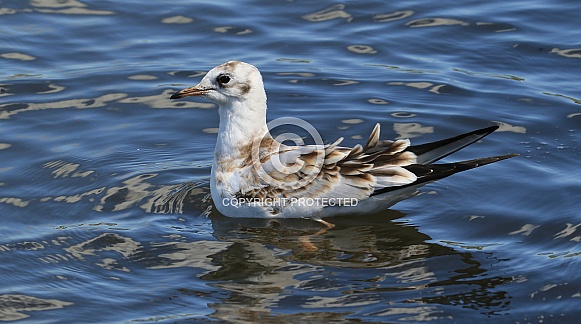Young Black headed Gull